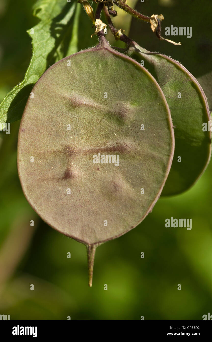 Samenkapseln von Einjähriges Silberblatt Lunaria Annua, Brassicaceae abgeflacht Stockfoto