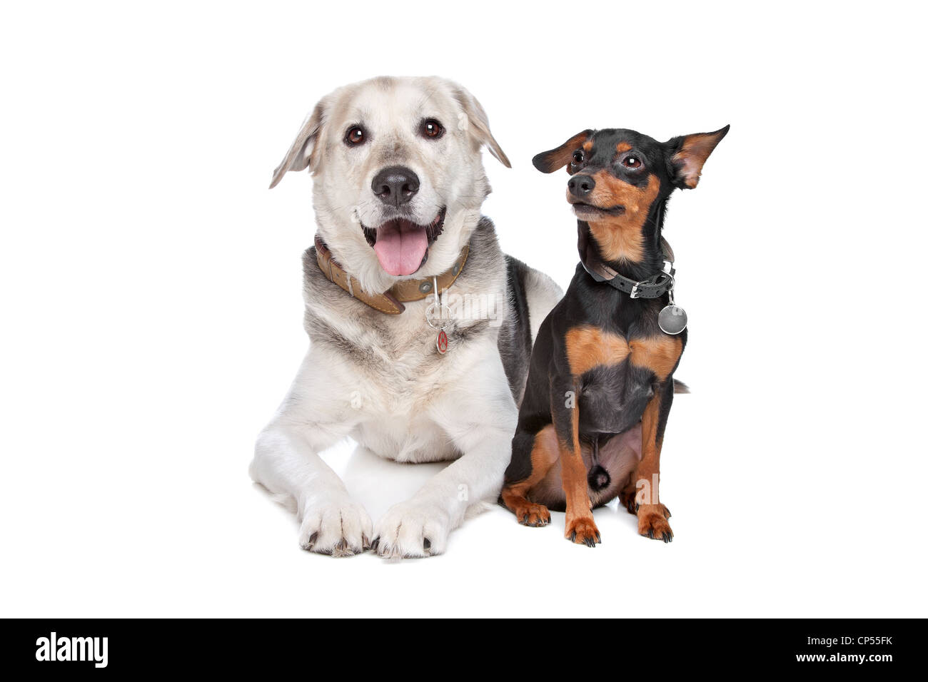 Zwergpinscher und ein Mischling Labrador vor weiß Stockfoto