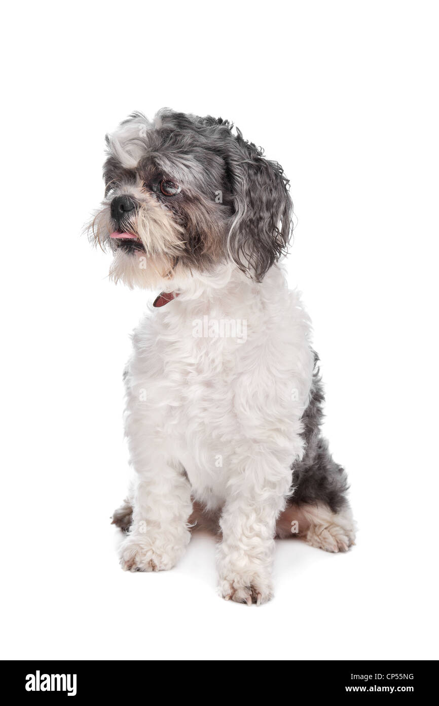 Boomer Hund vor einem weißen Hintergrund Stockfoto