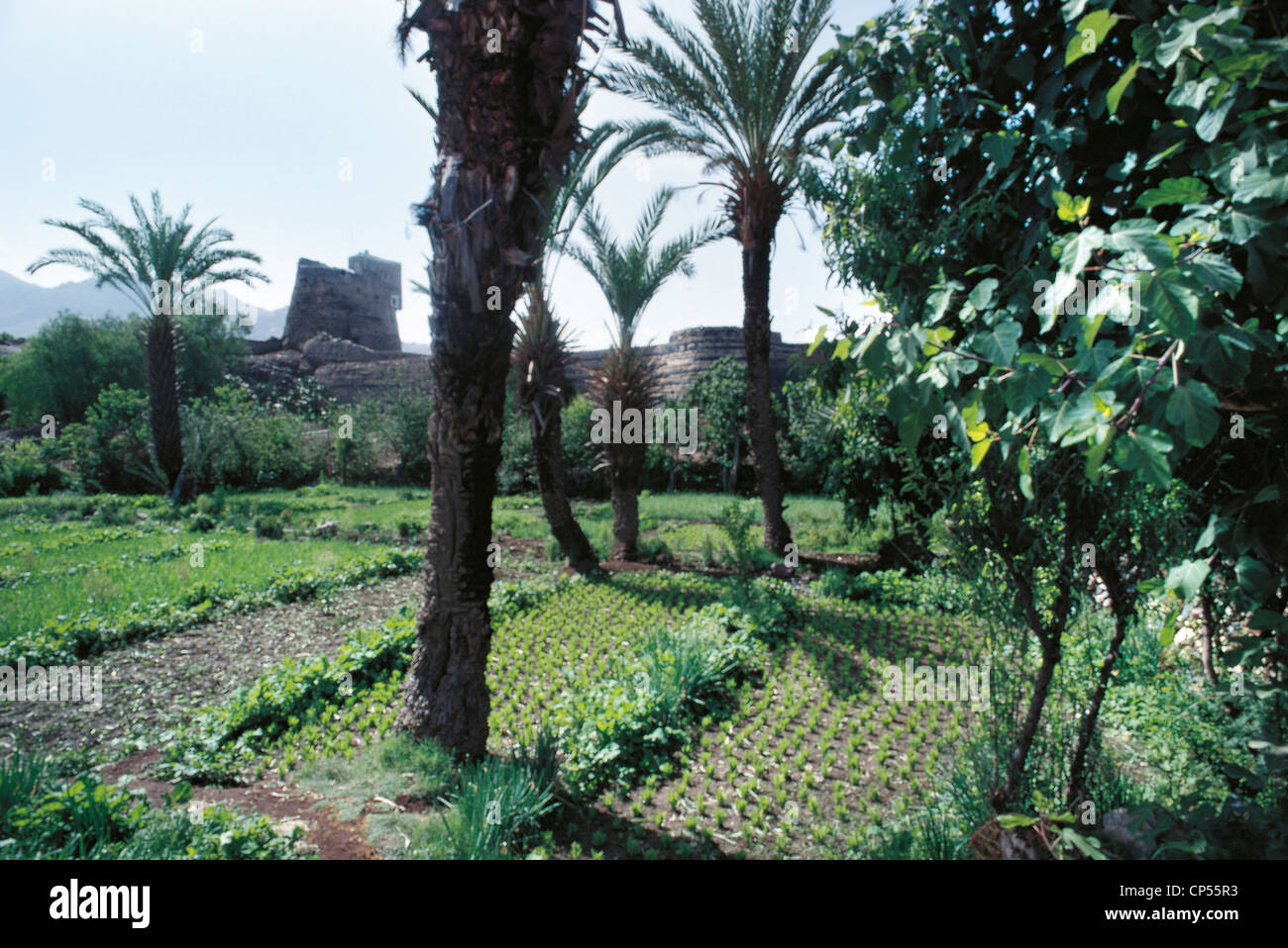Jemen - Sana. Maqshama im Garten. Stockfoto