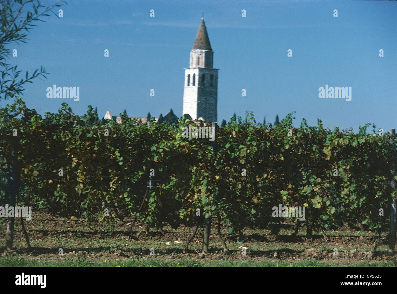 Friaul-Julisch Venetien - Weinberge in der Umgebung von Aquileia (Ud). Stockfoto