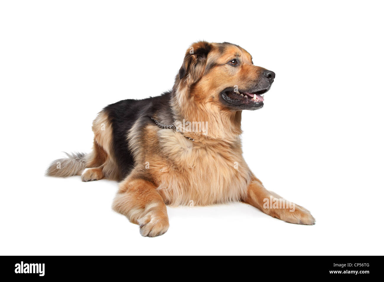 Mischling Hund. Holländischer Schäferhund, Dogge de Bordeaux  Stockfotografie - Alamy