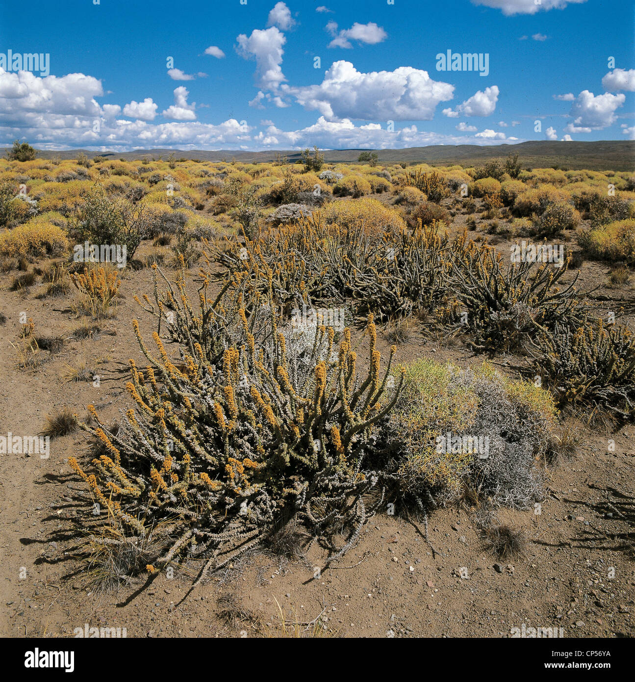 Argentinien - Chubut - Pampa de Agna. Semi-Wüste Steppe Stockfotografie -  Alamy