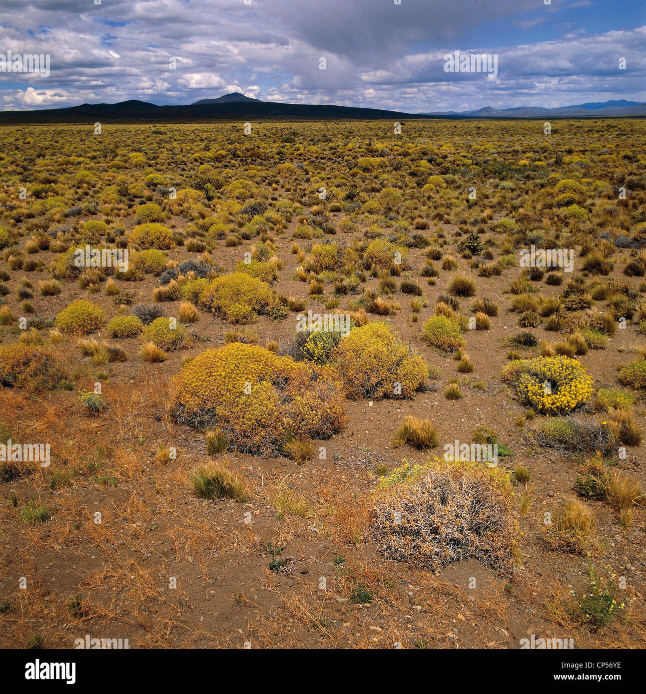 Argentinien - Chubut - Pampa de Agna. Semi-Wüste Steppe Mulinum Spinosum  Stockfotografie - Alamy