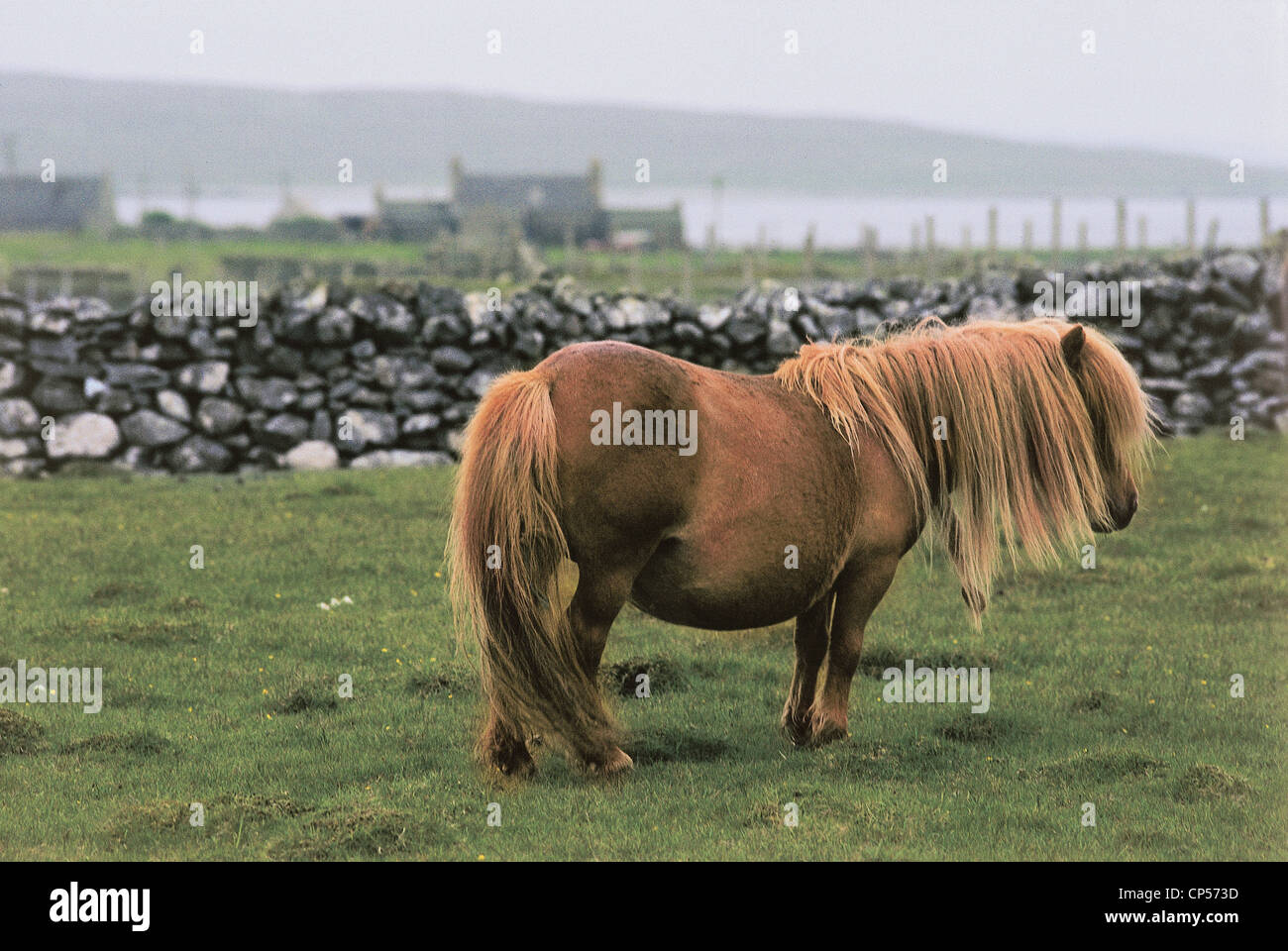 GROßE Bretag, Shetland, Unst, SHETLAND PONY Stockfoto