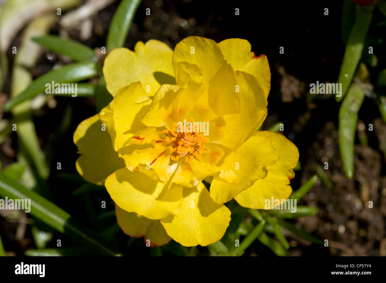 Eine gelbe Blume Nahaufnahme von Moosrose Portulak, Portulaca Grandiflora, Portulacaceae Stockfoto