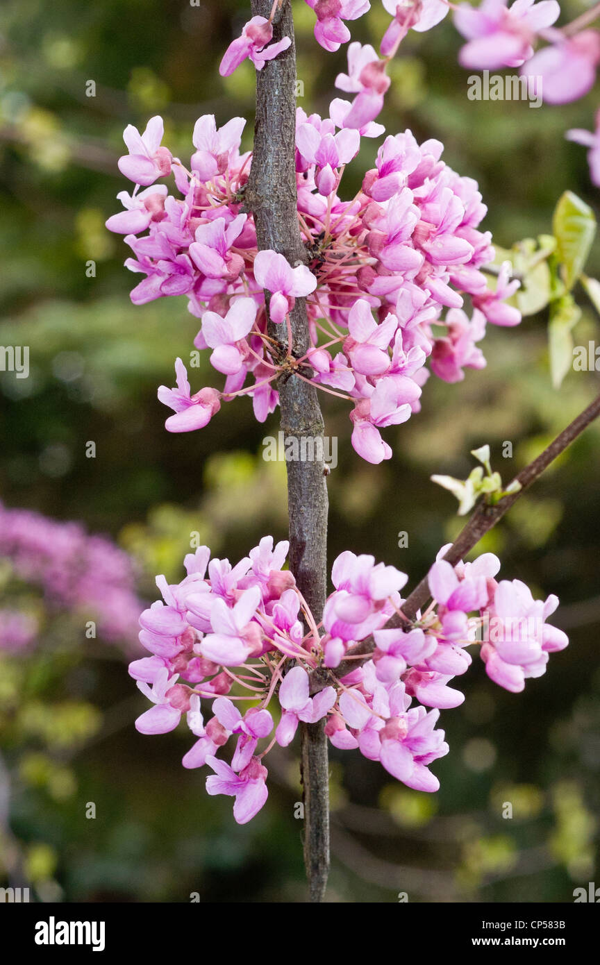 Rosa-violetten Blüten, Knospen der Eastern Red Bud, Osten der Vereinigten Staaten, Cercis Canadensis, redbud Stockfoto
