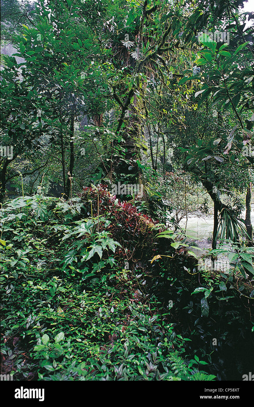 Mexiko - Chiapas - Selva Lacandon, mesoamerikanischen Regenwald. Stockfoto
