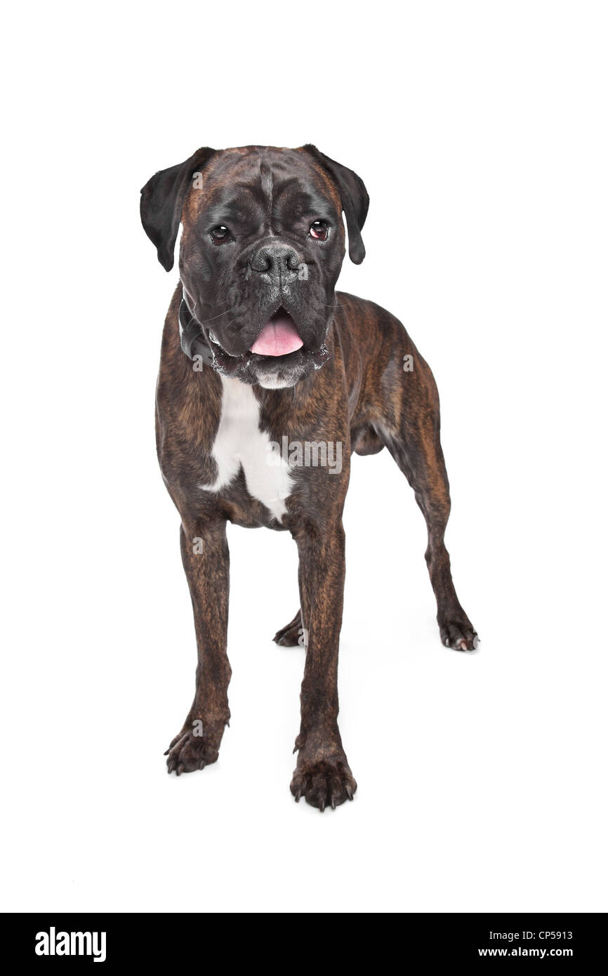 Boxer Hund vor einem weißen Hintergrund Stockfoto