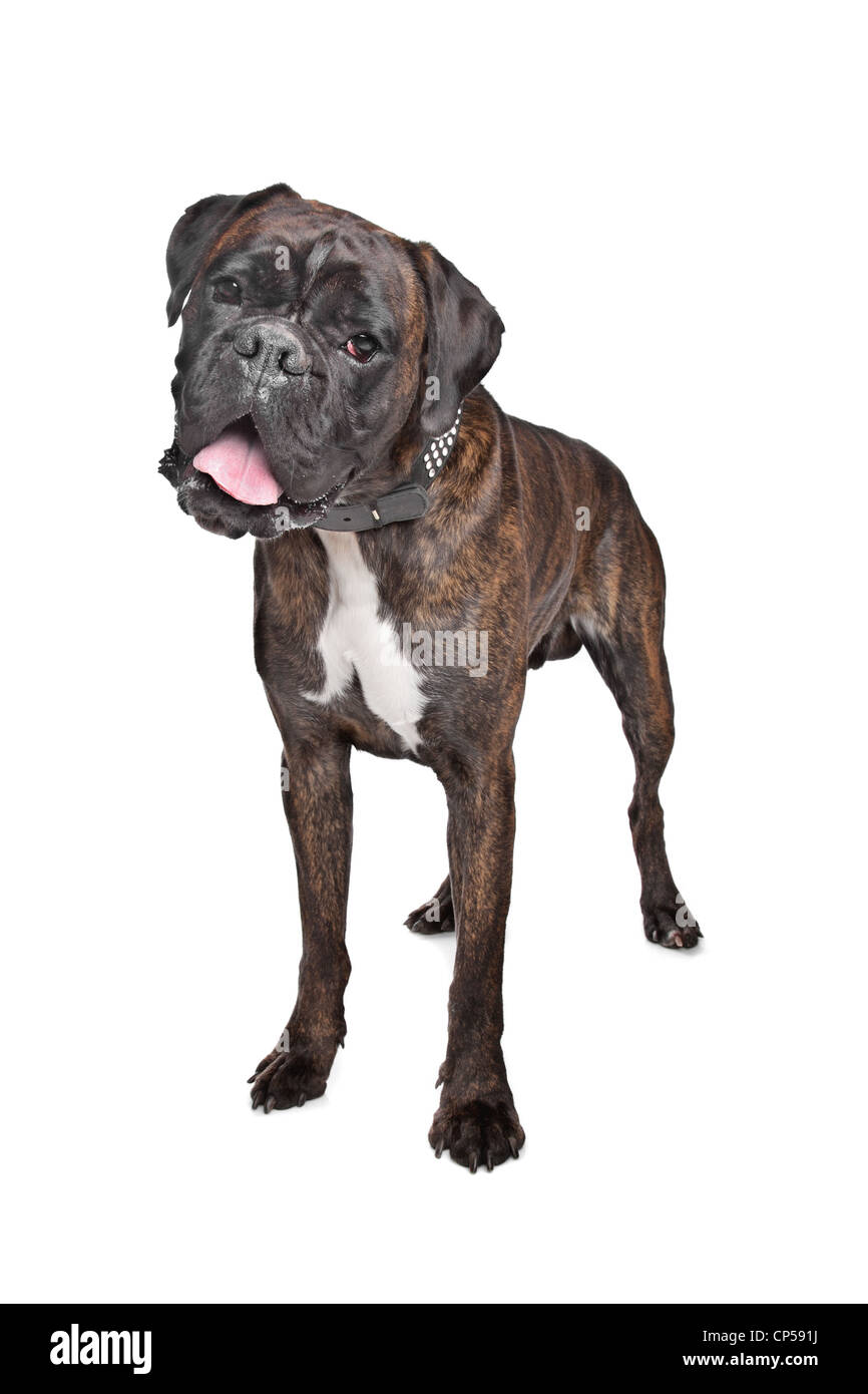 Boxer Hund vor einem weißen Hintergrund Stockfoto