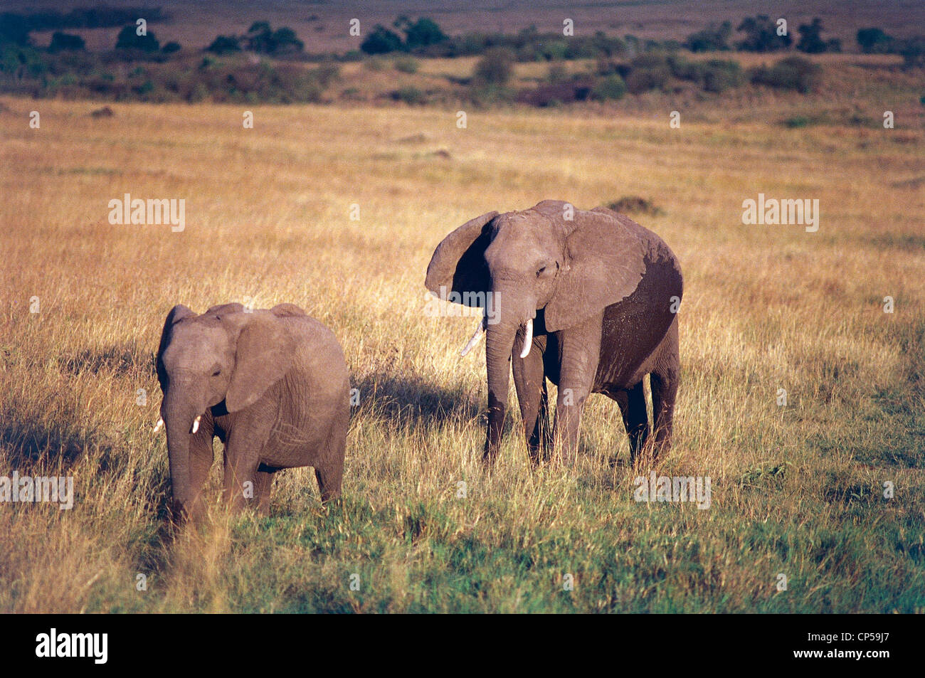 Zoologie - Elefantidi - Proboscideans - afrikanischen Elefanten (Loxodonta Africana). Kenia, Masai Mara Wildreservat. Stockfoto