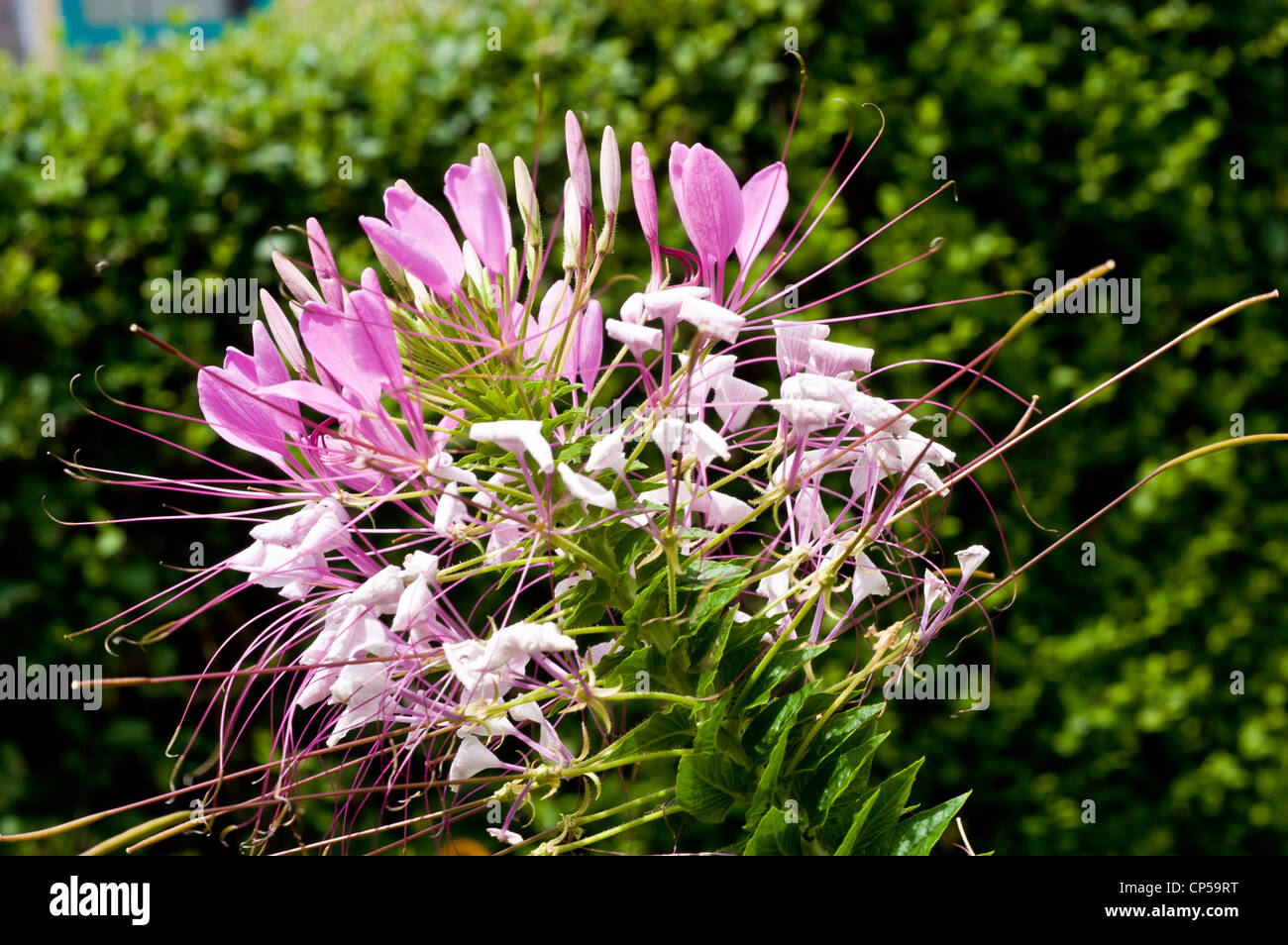 Weiß rosa Blume Cleome Hassleriana, Spinne Blume, Spinne Pflanzen