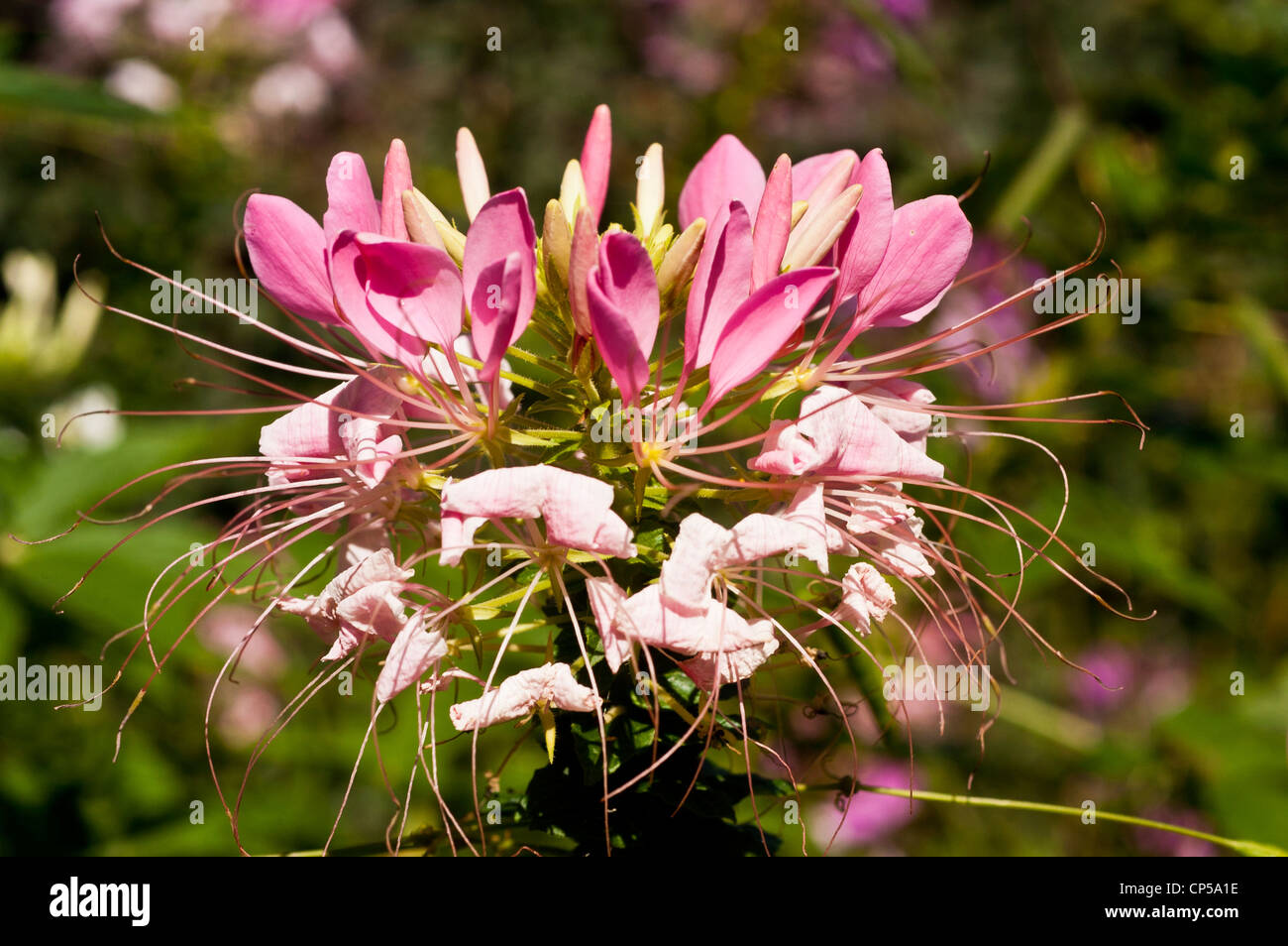 Weiß rosa Blume Cleome Hassleriana, Spinne Blume, Spinne Pflanzen