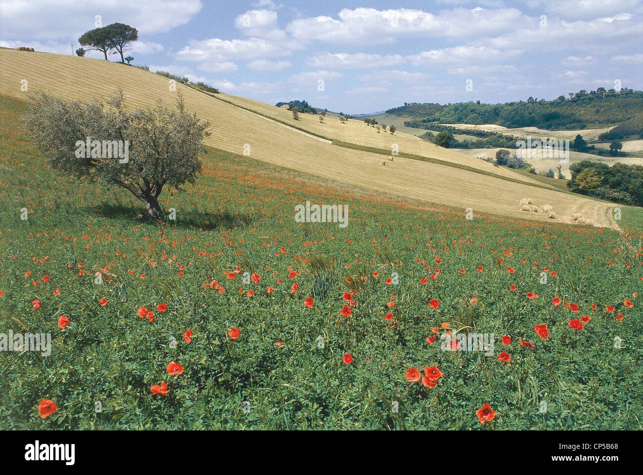 Marken - um Monterubbiano (Fm). Hügeln. Stockfoto