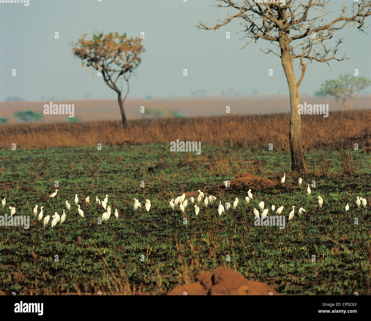Demokratische Republik Kongo - Garamba-Nationalpark. Kuhreiher (Bubulcus Ibis). Stockfoto