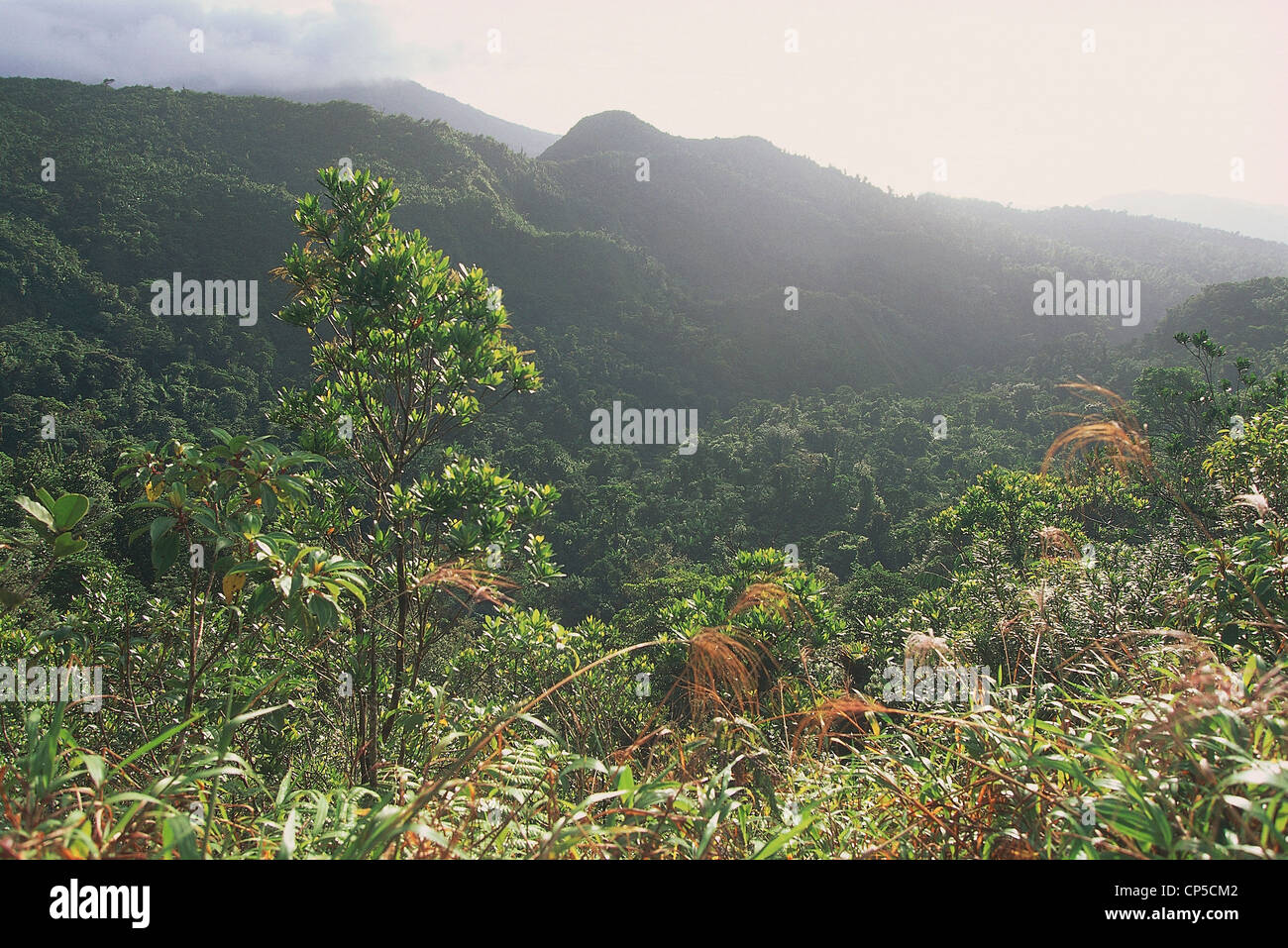 DOMINICA-Nationalpark Landschaft Morne Trois Pitons Stockfoto