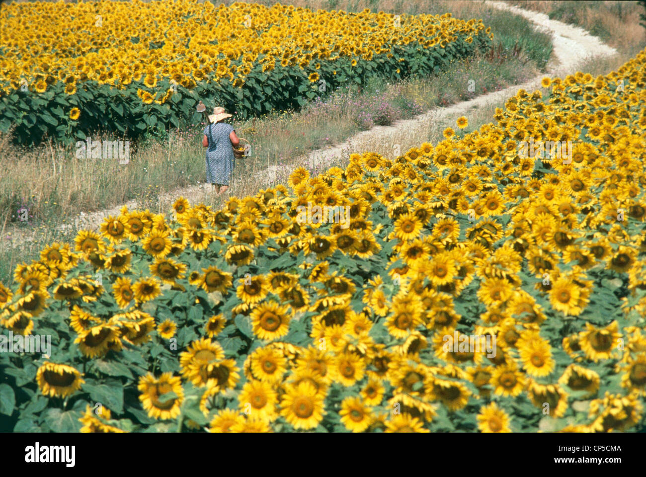 Tuscany - Maremma-Naturpark - Feld von Sonnenblumen. Stockfoto