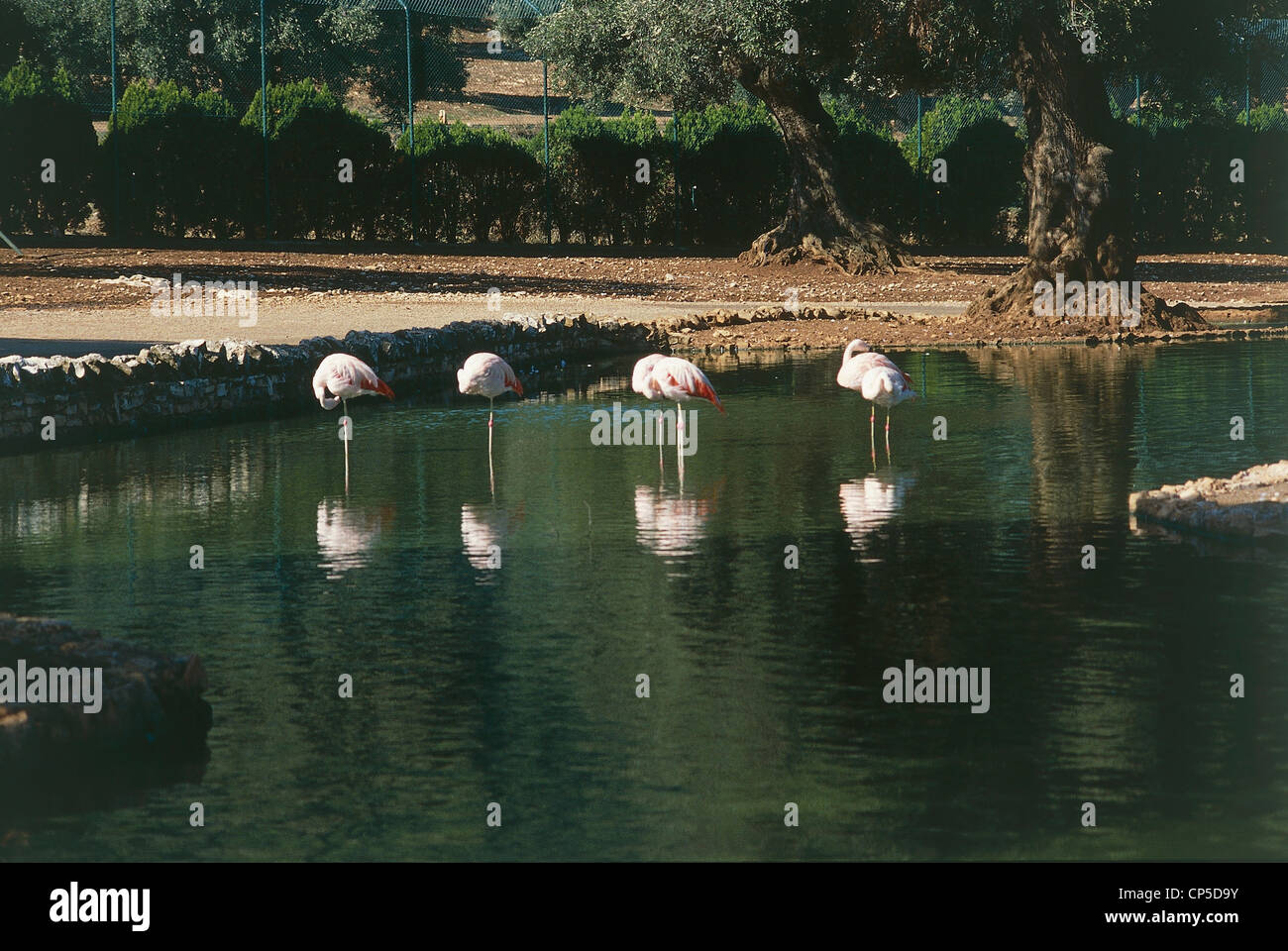Zoologie - Vögel - Fenicotteriformi - rosa Flamingos (Phoenicopterus). Apulien, Fasano (Bari), Zoo Safari Fasanolandia. Stockfoto