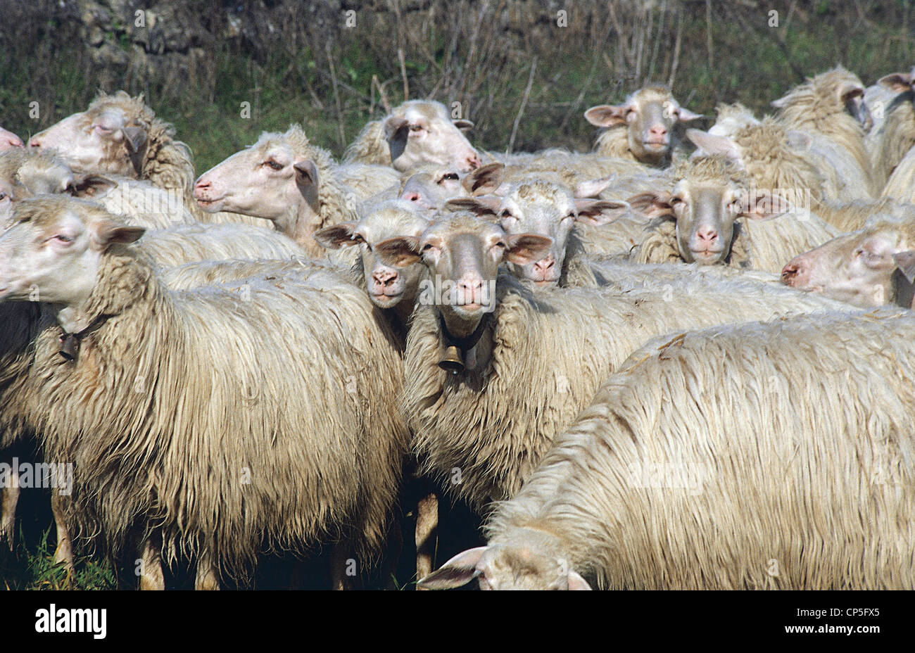 Sardinien - Schafe. Stockfoto