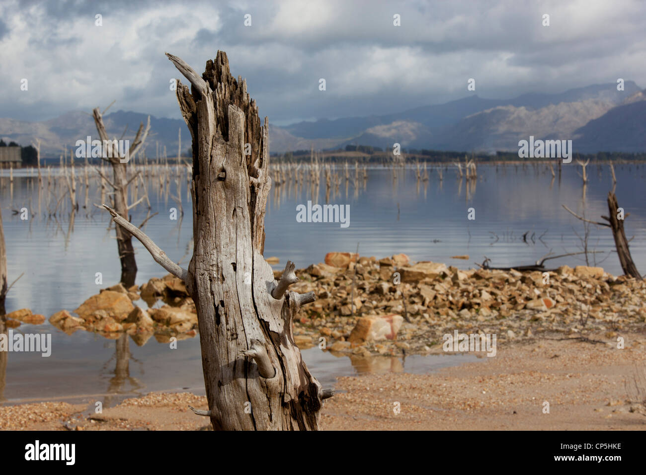 Ein See mit toten Bäumen kleben aus ihm heraus, in der Western Cape, Südafrika Stockfoto