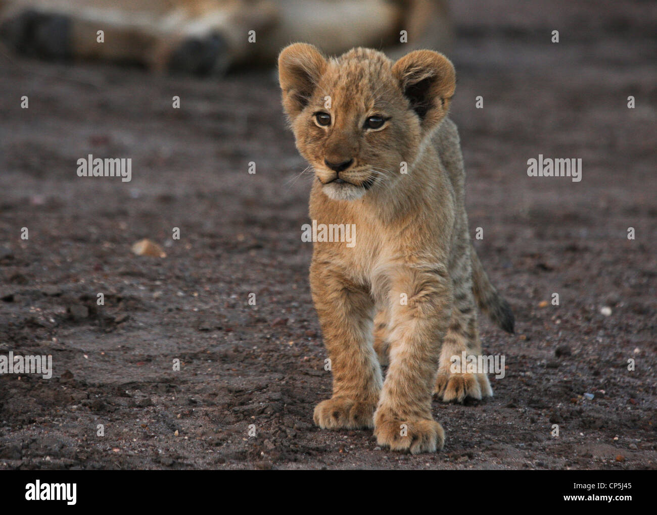 Sehr junge Löwenjunges Stockfoto