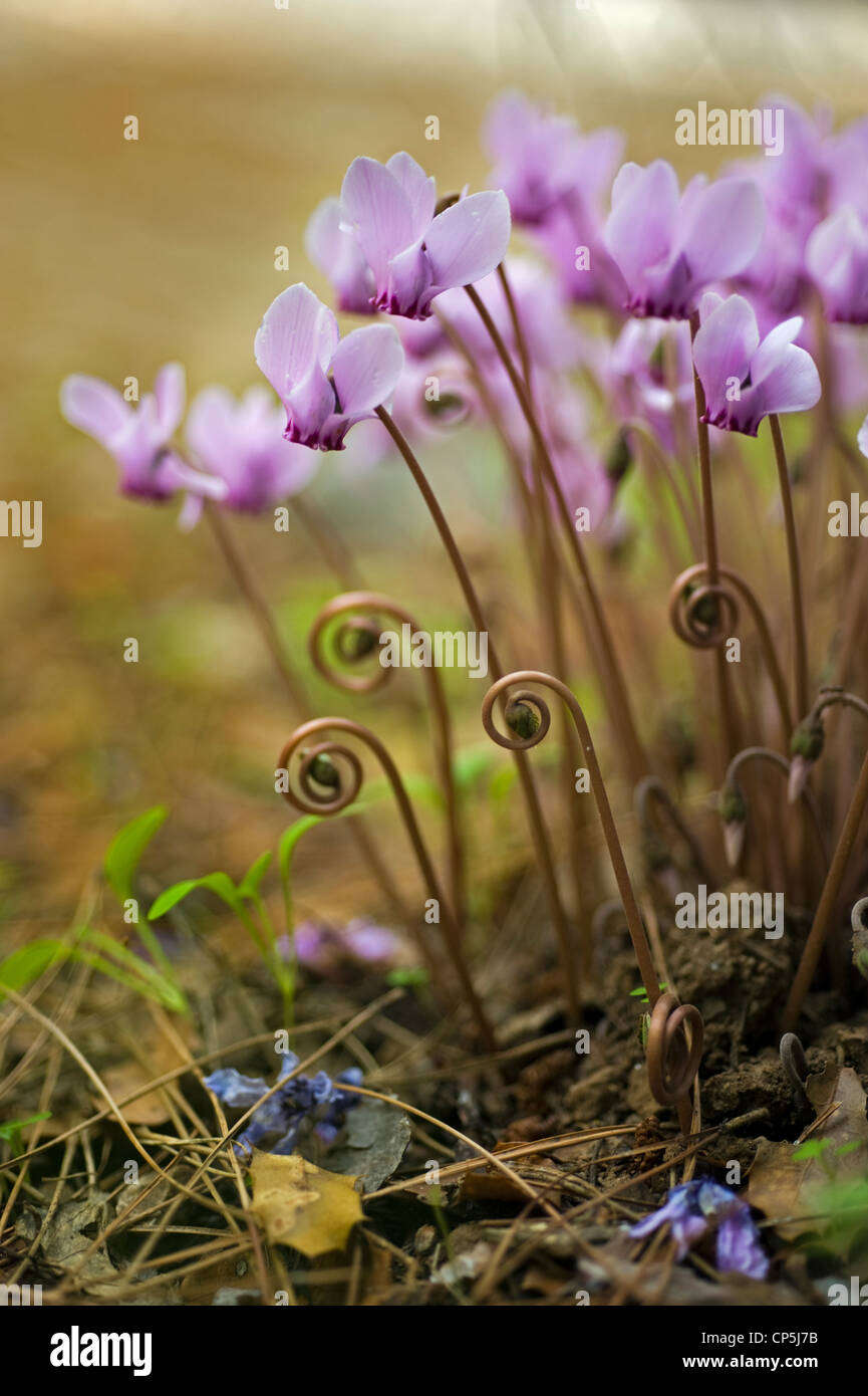 Efeu-leaved Alpenveilchen, Kusadasi Davutlar Nationalpark Türkei Stockfoto