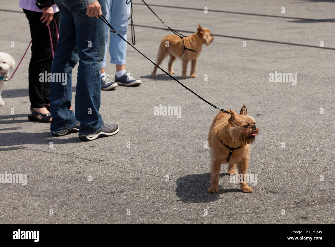 Terrier für einen Spaziergang - USA Stockfoto