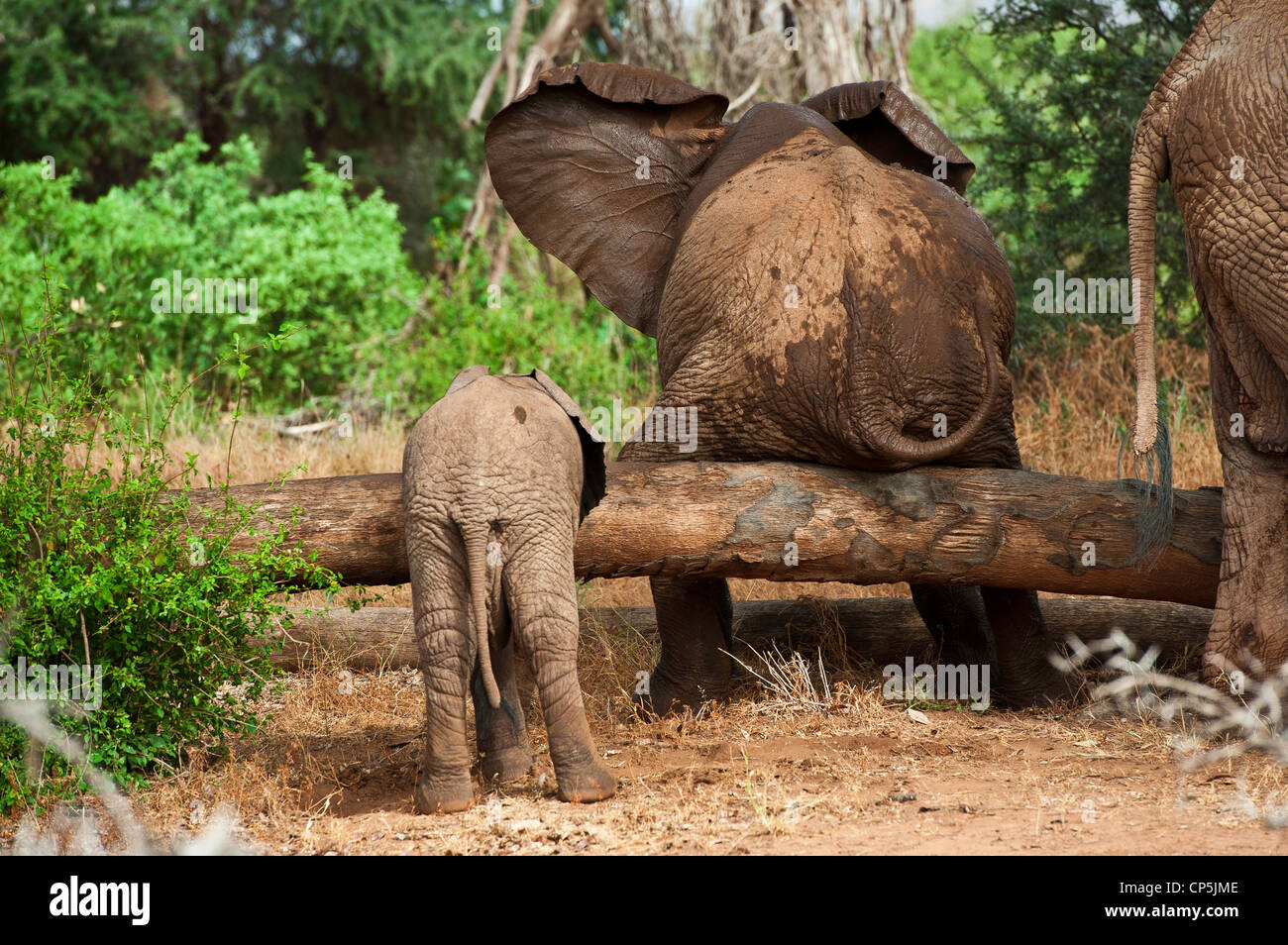 Ein Elefant (Loxodonta Africana) hat einen guten Kratzer an seinem Hinterteil auf einen umgestürzten Baum. Stockfoto