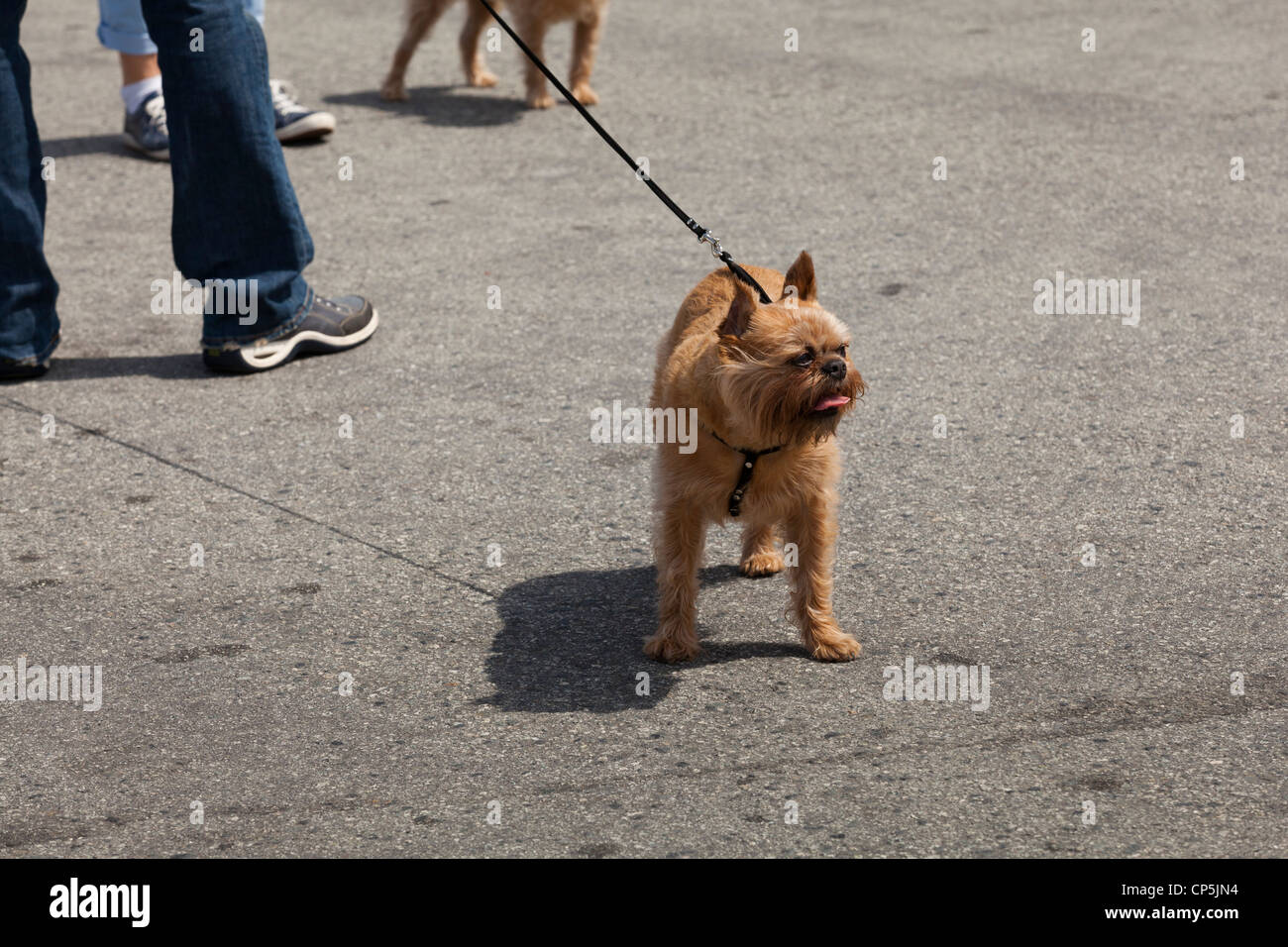 Terrier für einen Spaziergang - USA Stockfoto