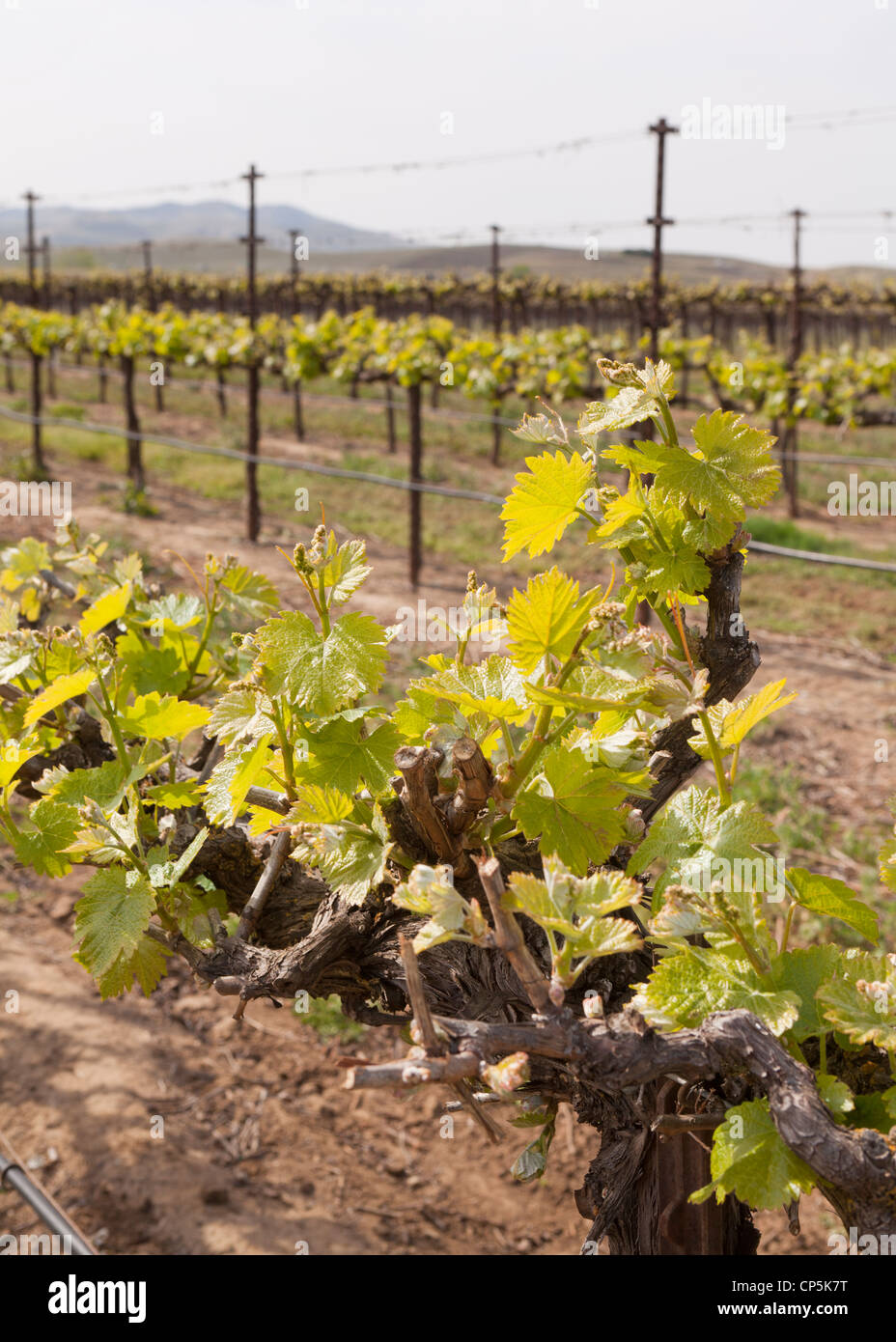Frühling-Wachstum von kommerziellen Traube Weinberg in Zentral-Kalifornien, USA Stockfoto