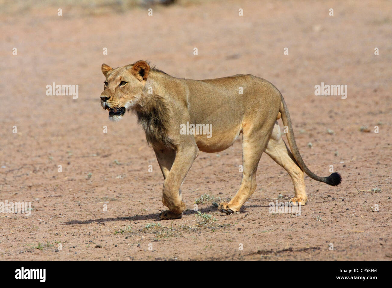 Junge männliche Löwen quer über offenes Gelände Stockfoto