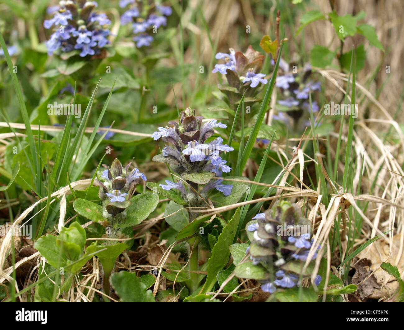 blaue Signalhorn / Ajuga Reptans / Kriechender Günsel Stockfoto