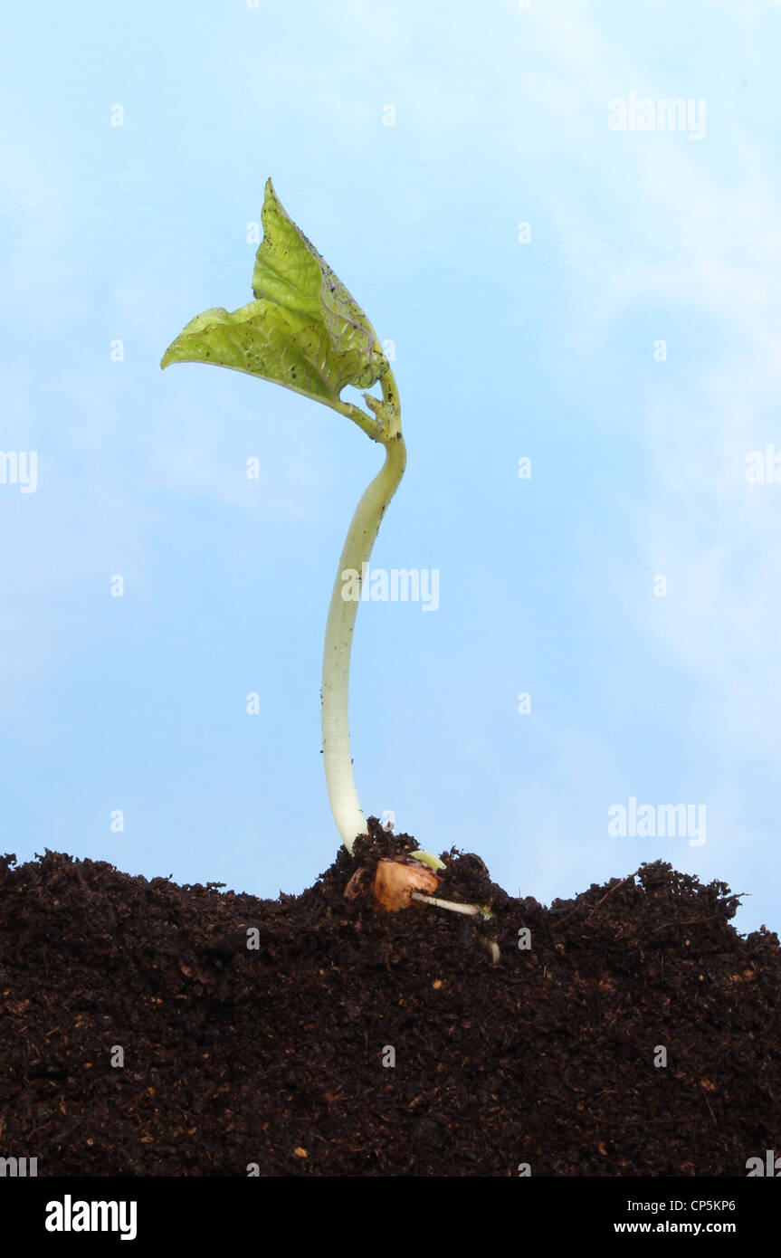 Junger Sämling Runner Bean Pflanze im Boden vor blauem Himmel Stockfoto