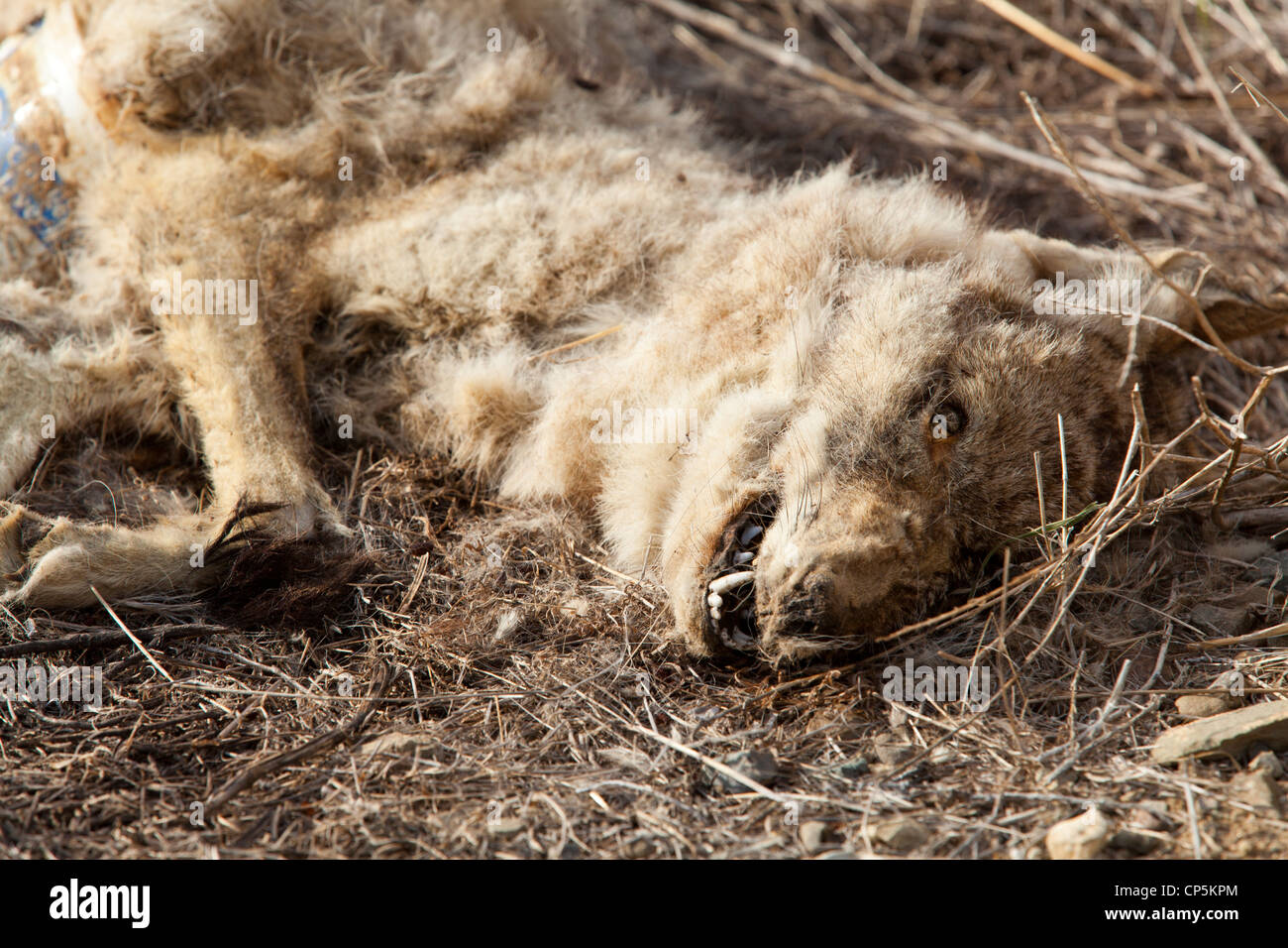 Einen toten, verwesenden Körper und Kopf einer Nordamerikanischen Kojote (Canis yogiebeer) - Kalifornien USA Stockfoto