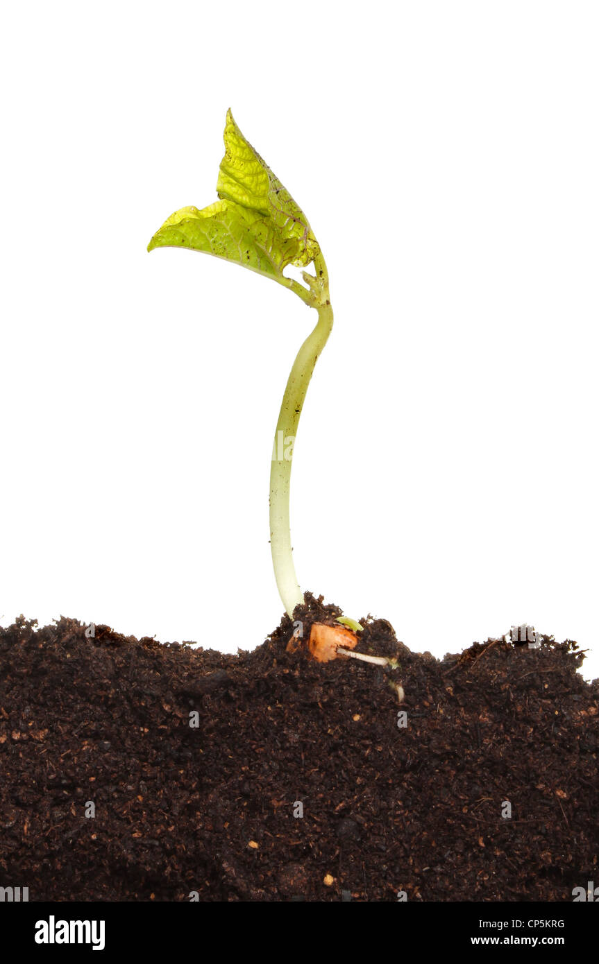 Ein junge Keimling-Pflanze, die im Boden vor einem weißen Hintergrund Stockfoto