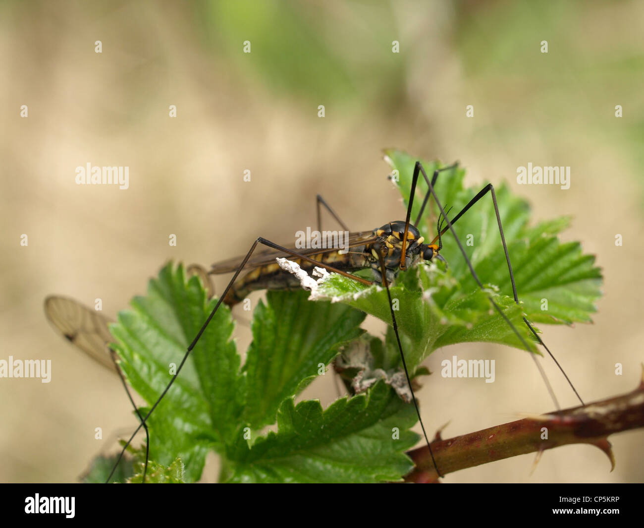 fliegende Insekt auf einem Blatt / Fluginsekt Auf Einem Blatt Stockfoto