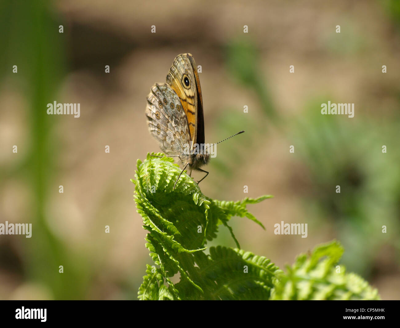 Schmetterling auf einem Farn / Schmetterling Auf Einem Farn Stockfoto
