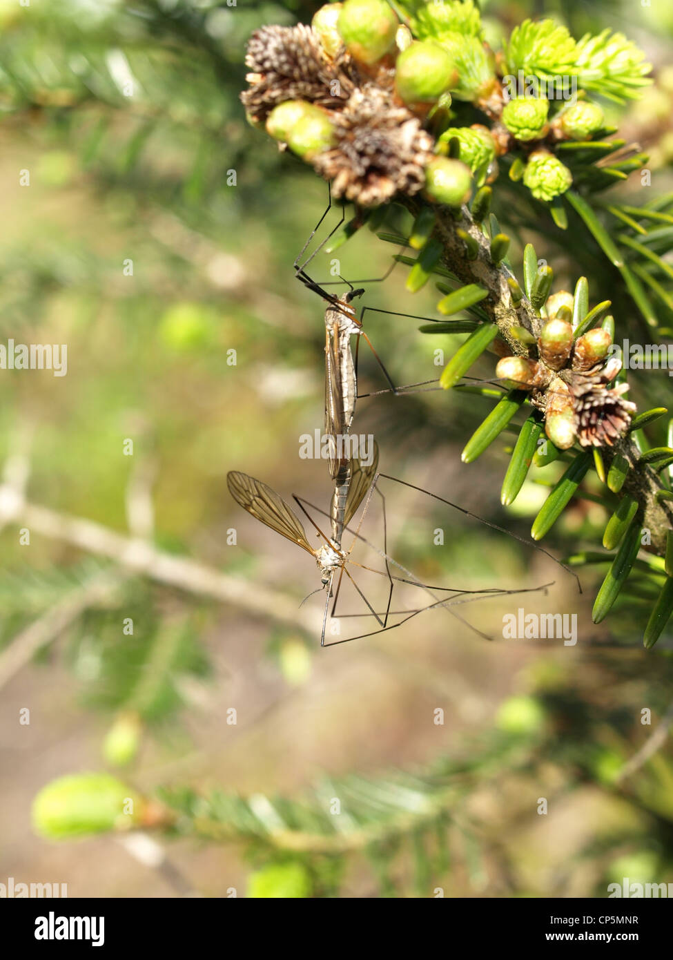 fliegende Insekten Paarung / Fluginsekten Paarung Stockfoto