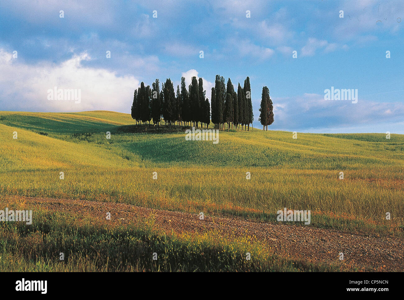 Cipressi cupressus sempervirens cupressaceae Fotos und Bildmaterial