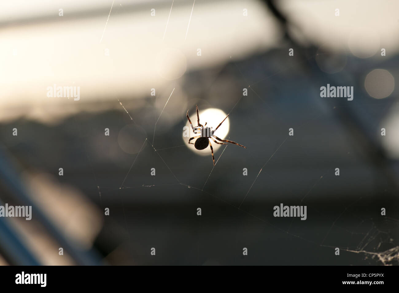 Spinne kriecht entlang einer Web. Hintergrundbeleuchtung, halb Silhouette, geringe Schärfentiefe Stockfoto