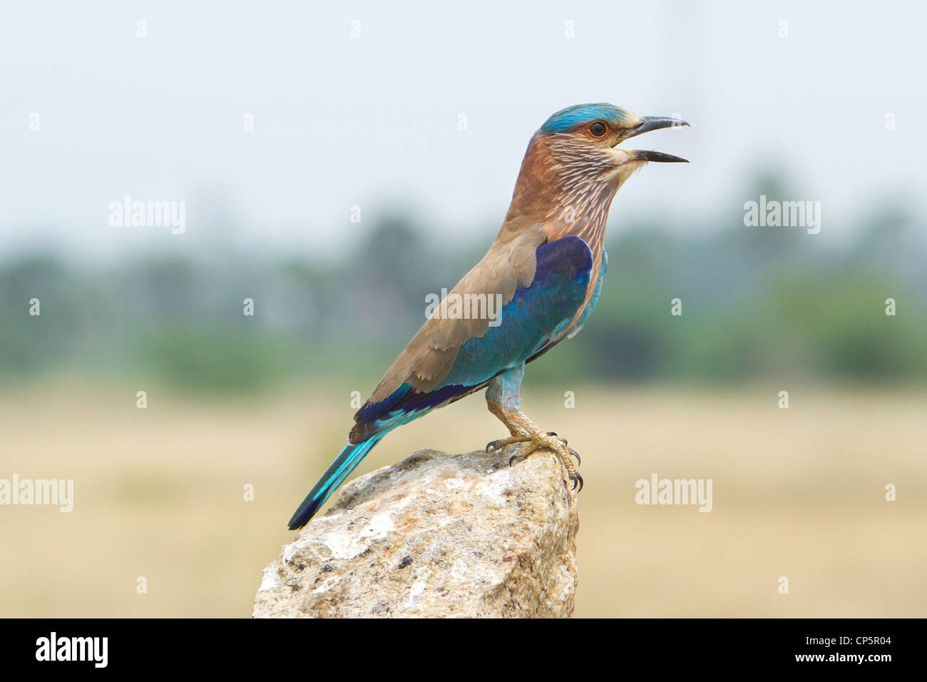 Indische Roller Vogel Stockfoto
