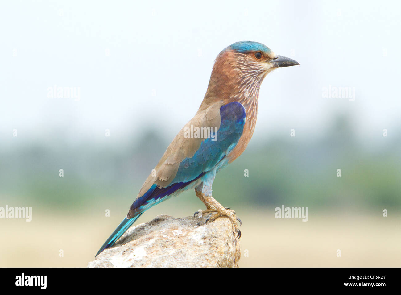 Indische Roller Vogel Stockfoto