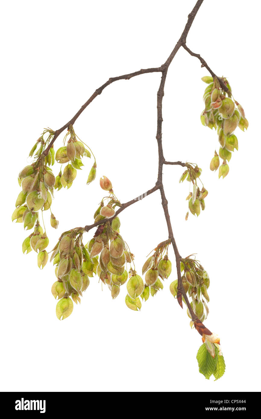 junger Zweig Ulmen (Ulmus) auf weißem Hintergrund Stockfoto
