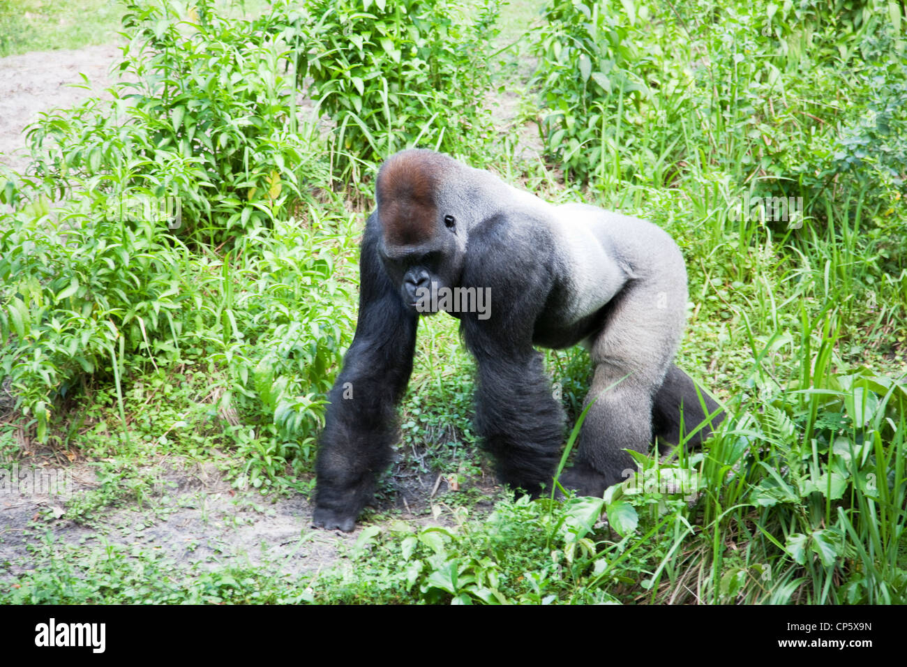 Gorilla Stockfoto