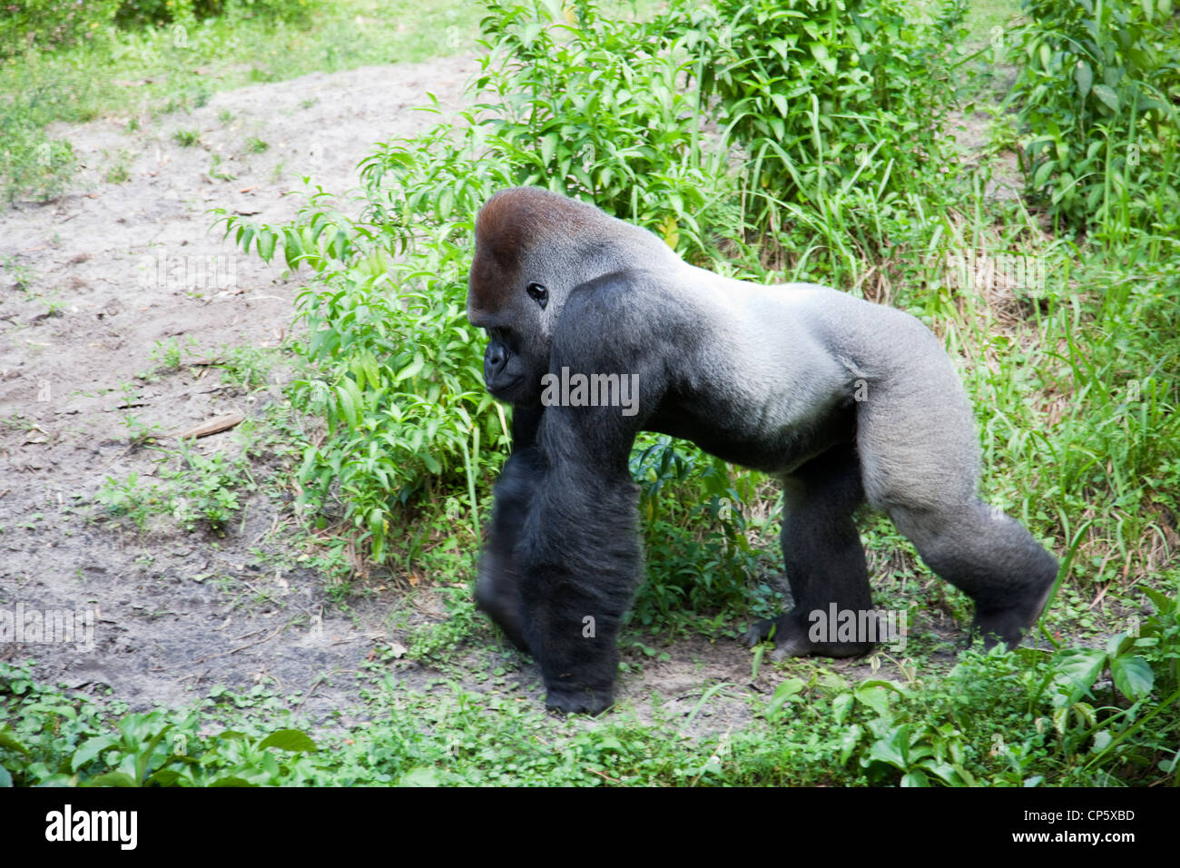 Gorilla Stockfoto