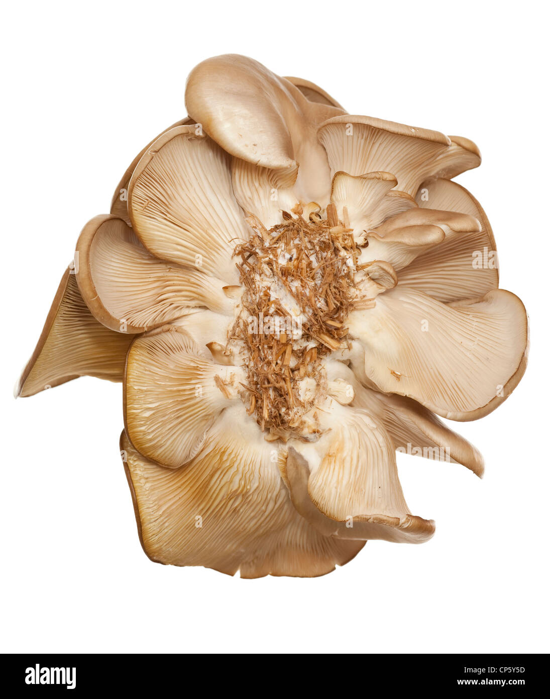 Der Austernpilz (Pleurotus Ostreatus) auf weiß Stockfoto