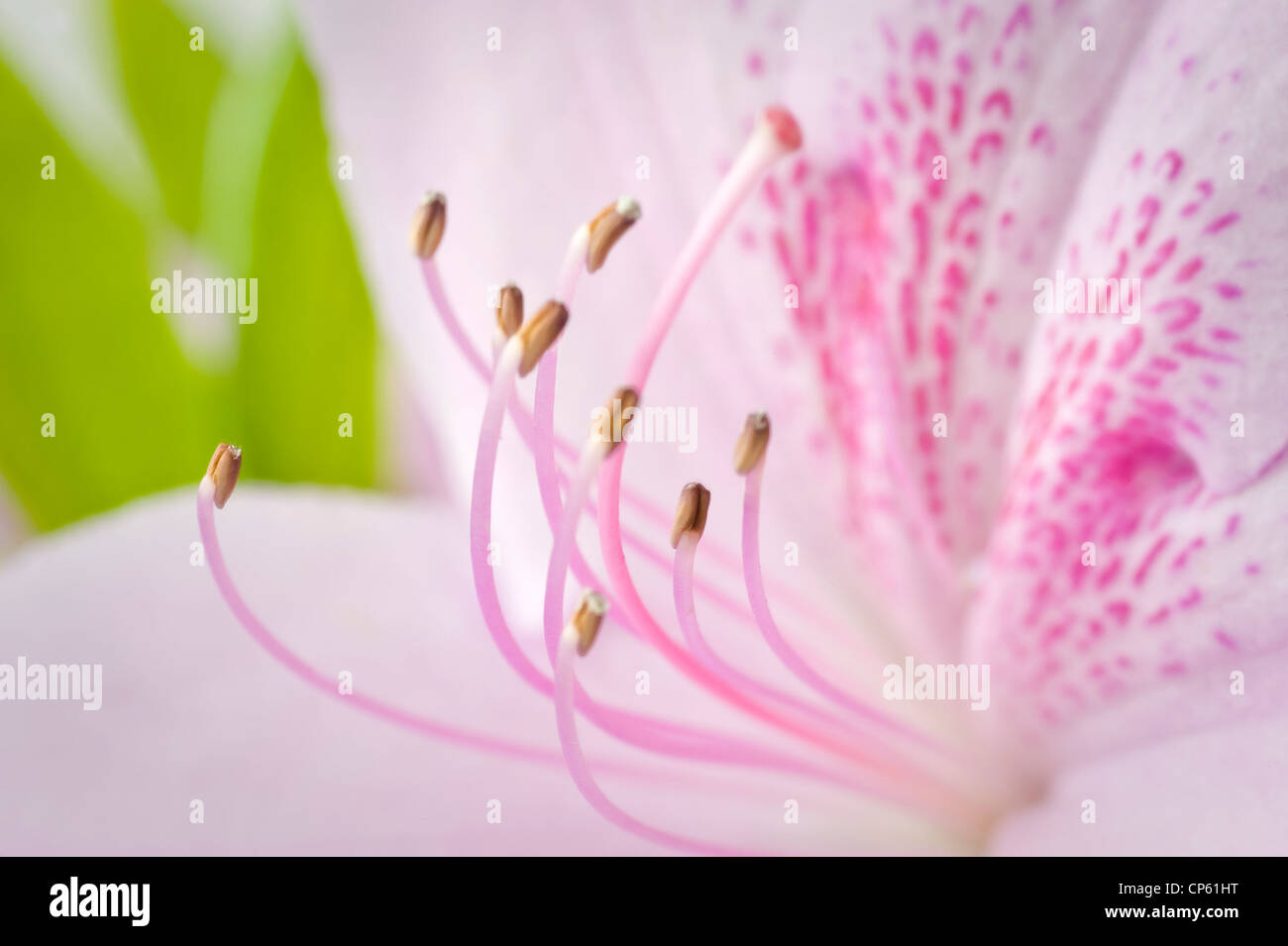 Azalee rosa Blume Stempel Detail Stockfoto
