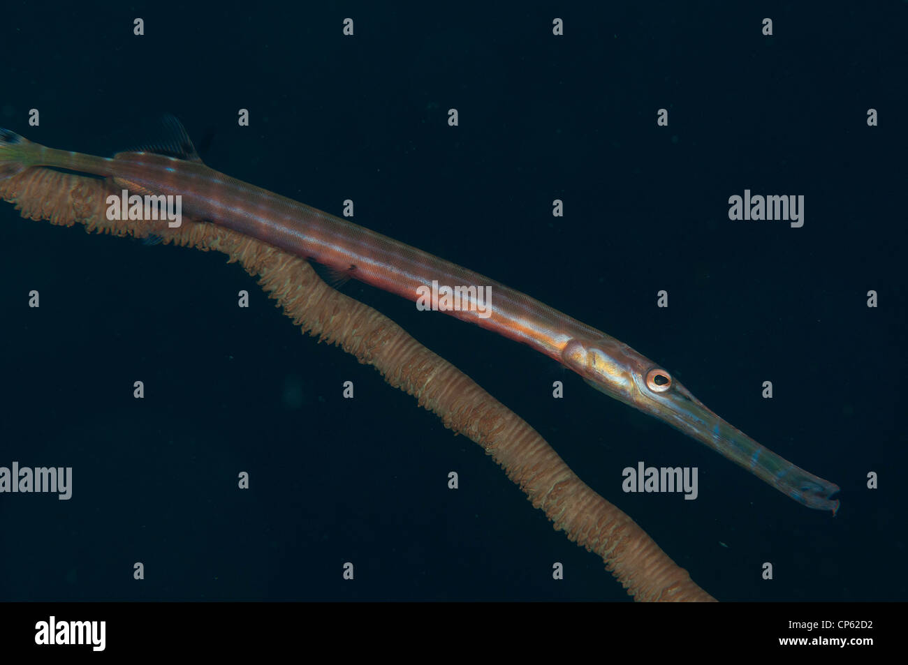 Trumpetfish (Aulostomus Maculatus) mit einer Peitsche Koralle als Tarnung Stockfoto