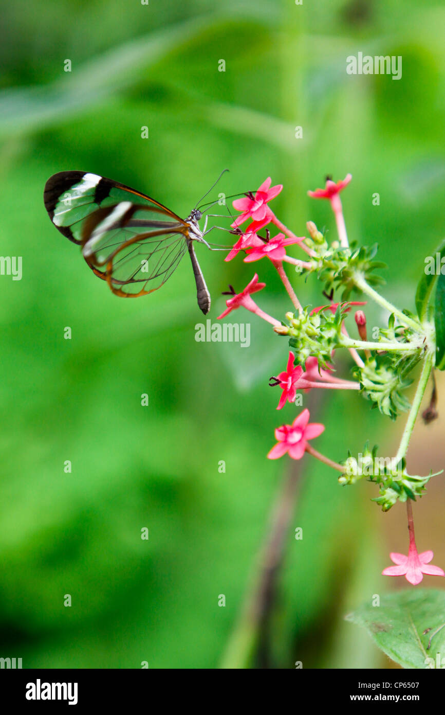 Glasswing Schmetterling sitzt auf einer Blume Schmetterling Welt, Klapmuts, Südafrika Stockfoto