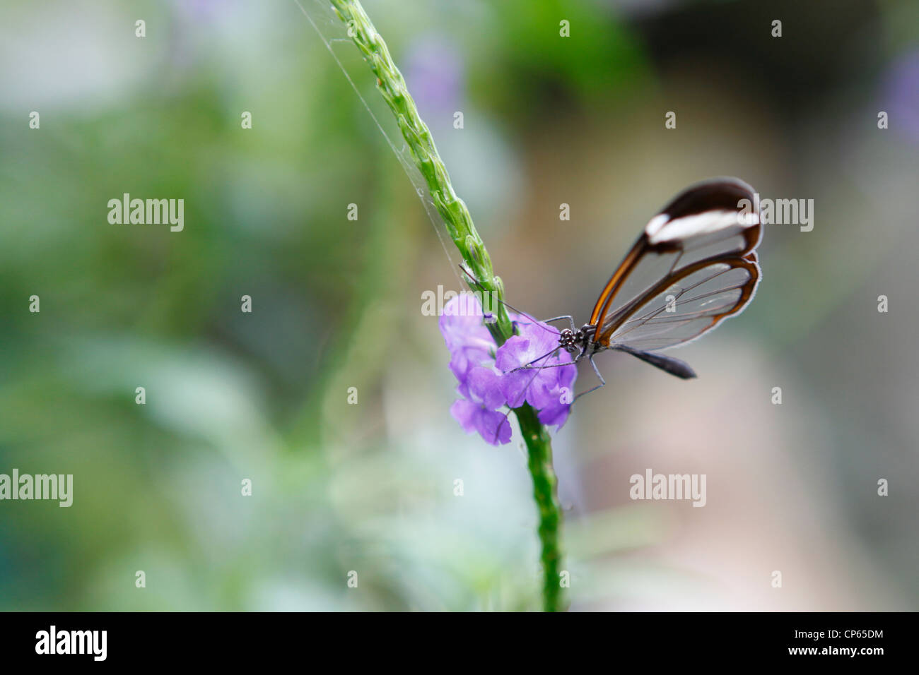 Glasswing Schmetterling sitzt auf einer Blume Schmetterling Welt, Klapmuts, Südafrika Stockfoto